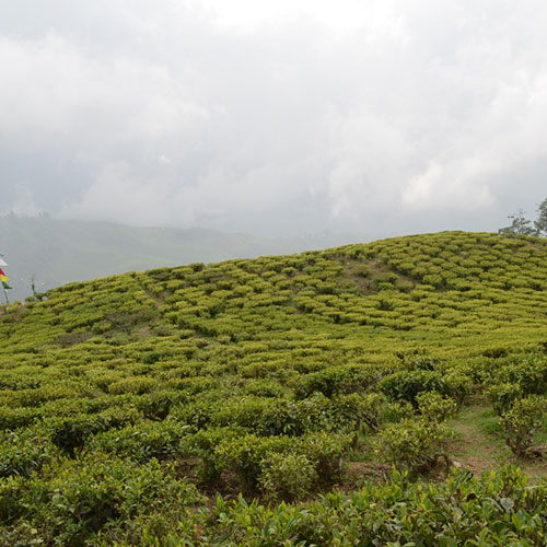 Happy Valley Tea Estate