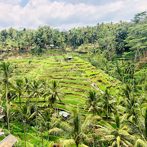 Tegallalang Rice Terraces